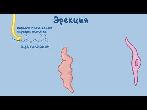 Как проявляется импотенция у мужчин?