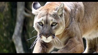 Тайная Жизнь Пум / The Secret Life of Pumas | 4K |