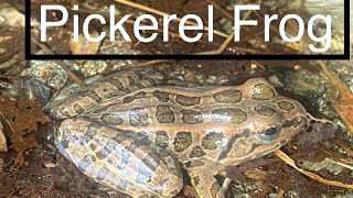Pickerel Frog (Lithobates palustris). The only poisonous frog in the United States!
