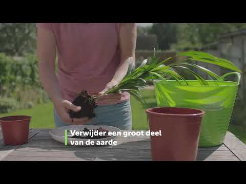 Video: Konijnenpootvaren verpotten - wanneer en hoe een konijnenpootvaren te verpotten