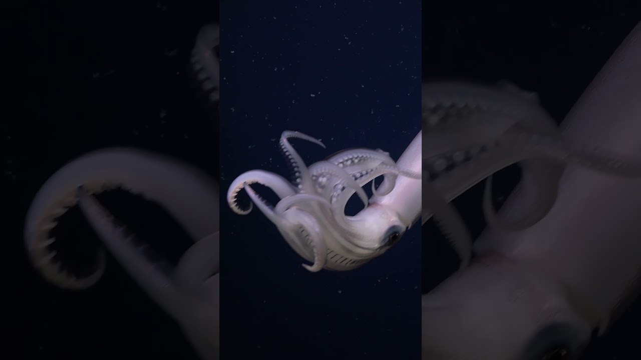 World Squid Day!  🌊