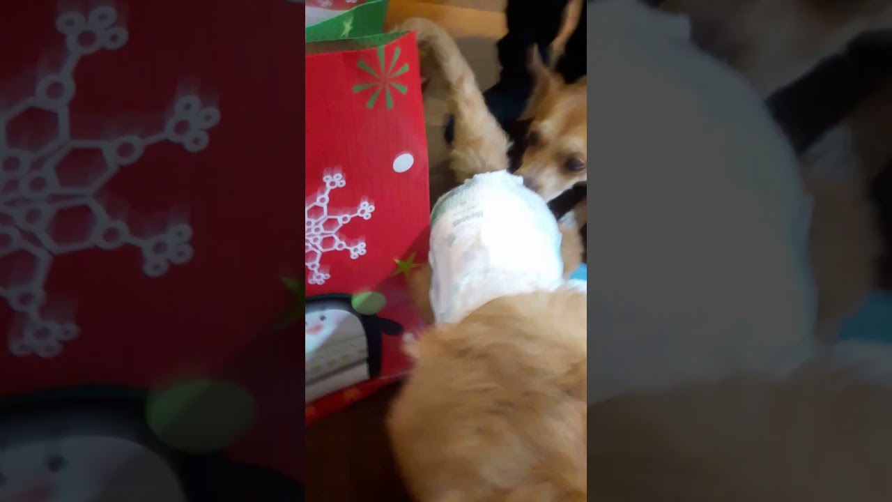 Ollie has a diaper YouTube