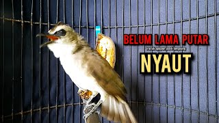 trucukan gacor TARUNG ROPEL PANJANG pancingan trucukan agar bunyi jadikan burung trucuk gacor EMOSI