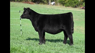 Tag 15 | Teets Cattle Co.