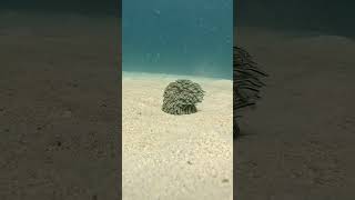#Alianzas #Cardumen #ProyectoAcuática #oceanlove  #oceanos #wildlife #ocean #educaciónmarina
