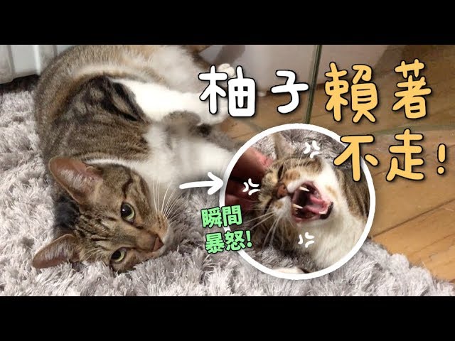 【黃阿瑪的後宮生活】柚子賴著不走！還瞬間暴怒！