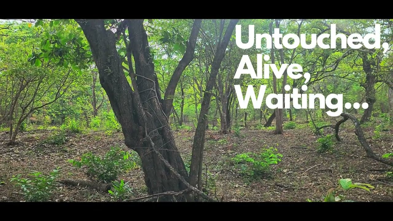 Playa Venado, Guanacaste, Costa Rica. Bosque del Pacifico,