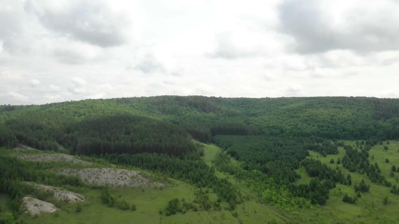 Карсунский лес