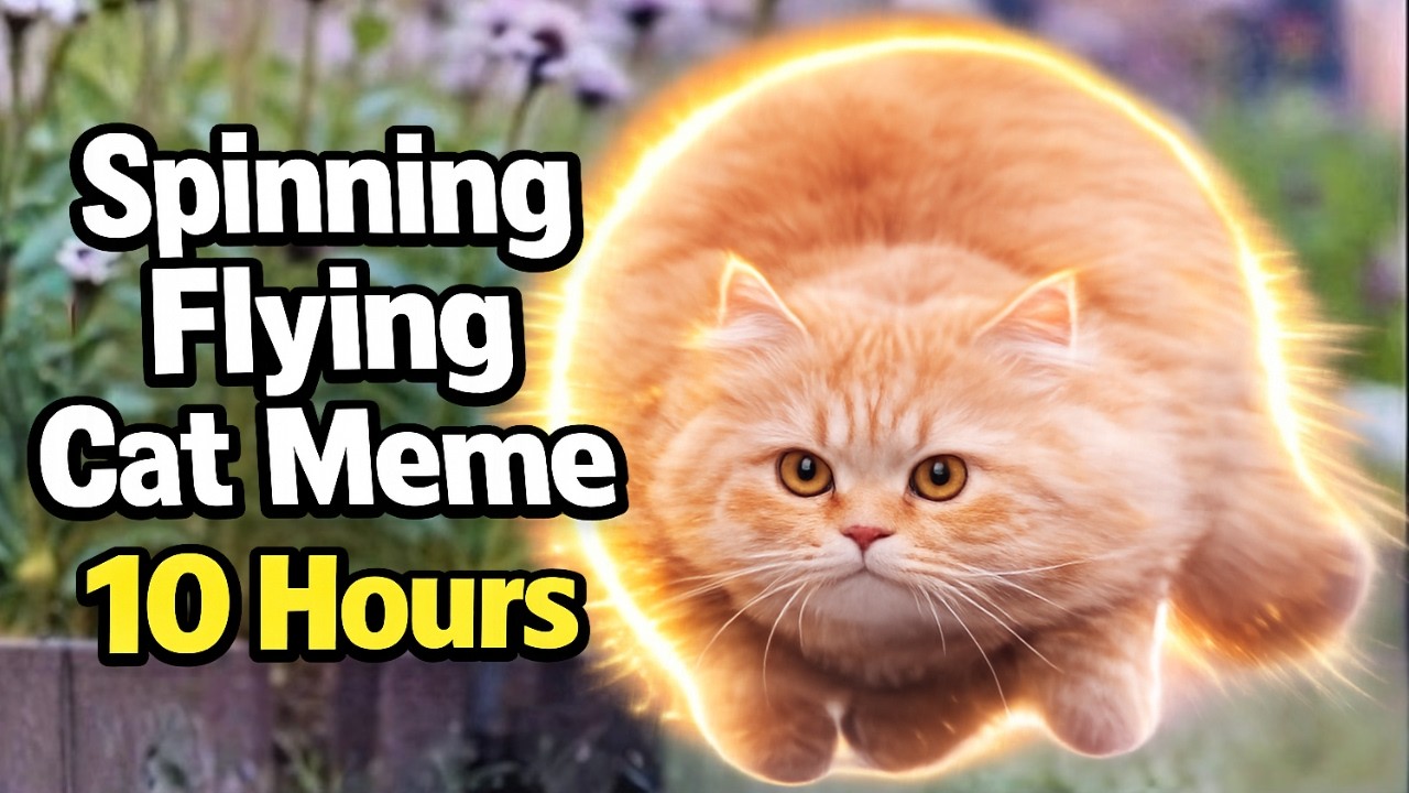 Spinning Flying Cat Meme 10 Hours