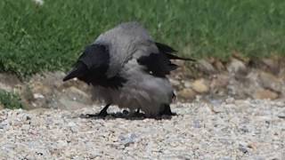 1070427奧地利維也納冠小嘴烏鴉（Corvus cornix），英文名為Hooded crow
