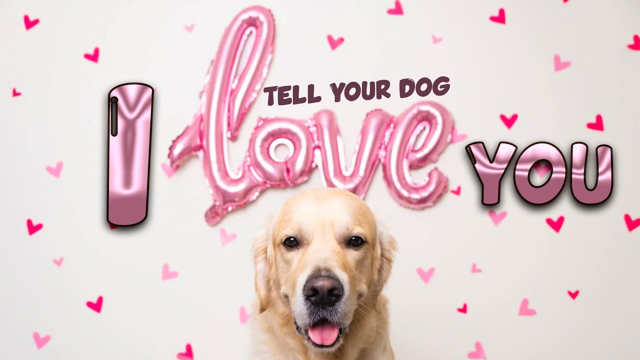 5 Ways to Tell Your Dog 'I Love You' so They Can Understand - YouTube