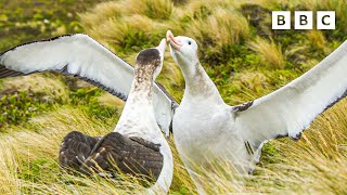 The Albatrosses In A Same-Sex Partnership Frozen Planet Ii - Bbc
