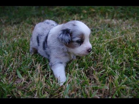 australian shepherd 10 weeks old miniature australian shepherd puppies playing and socializing 2013 australian shepherd 10 weeks old miniature australian shepherd puppies playing and socializing 2013