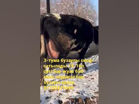 Сүтті сиыр сатылады - YouTube