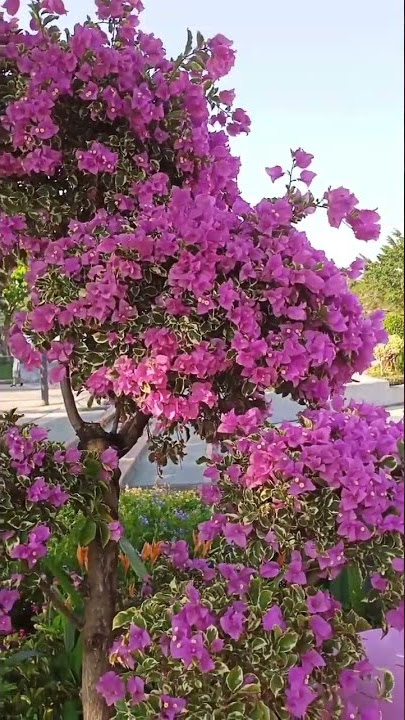 Bougainvillea flowers #shorts
