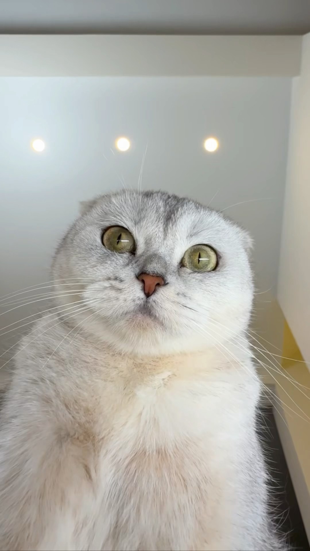 ? #cat