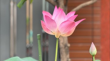 Lễ tang cụ ông Nguyễn Văn Xâm - Hưởng thọ: 86 tuổi. Linh cữu hỏa táng tại Phước Lạc Viên- Bình Dương