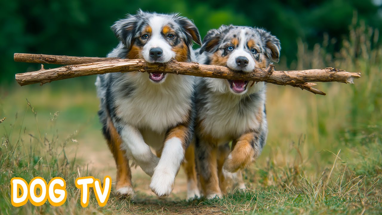 12 часов ТВ для собак 🐶 Спокойная музыка для собак дома 💕 Снятие стресса