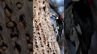 Así Se Prepara Un Pájaro Carpintero Para Enfrentar El Invierno