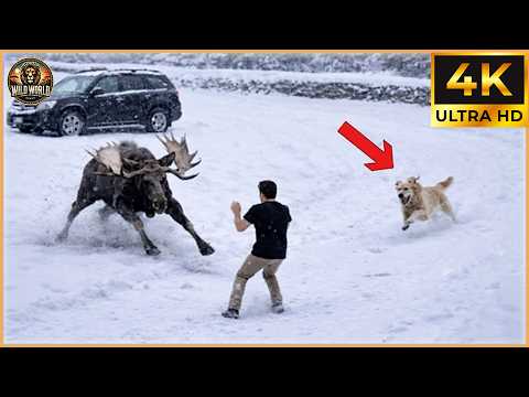 99 Incredible Safari Moments Caught On Camera! | Amazing Animals #216