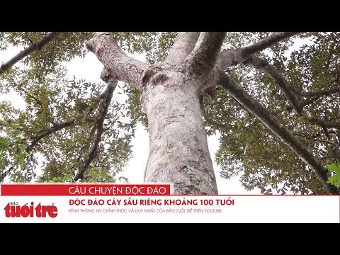 Video Độc đáo cây sầu riêng khoảng 100 tuổi - youtube