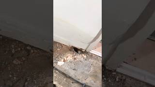 Bridged damp proof course and extensive rising damp #renovation #diy #dampinternalwall #construction