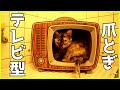 テレビ型の爪とぎを猫たちにプレゼントしてみた