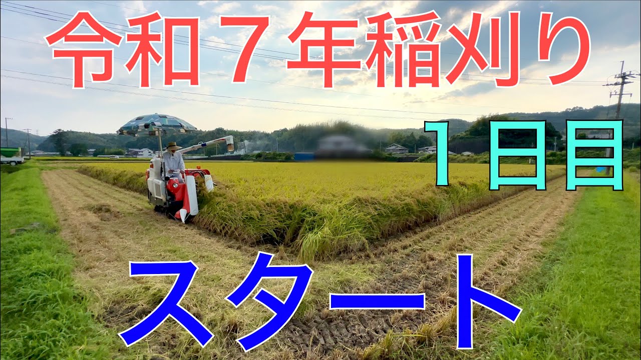 【２０２５ 米作り４３】いよいよ令和７年稲刈り（一日目は枕刈り）だぞ👍