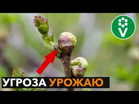 Немедленно удалите такие почки со смородины! Борьба с почковым клещом