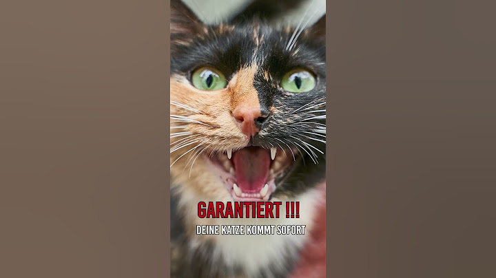 #shorts - Spiele DAS ab - und deine Katze kommt sofort zu dir!