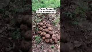 Panen porang #bertani #tani #berkebun