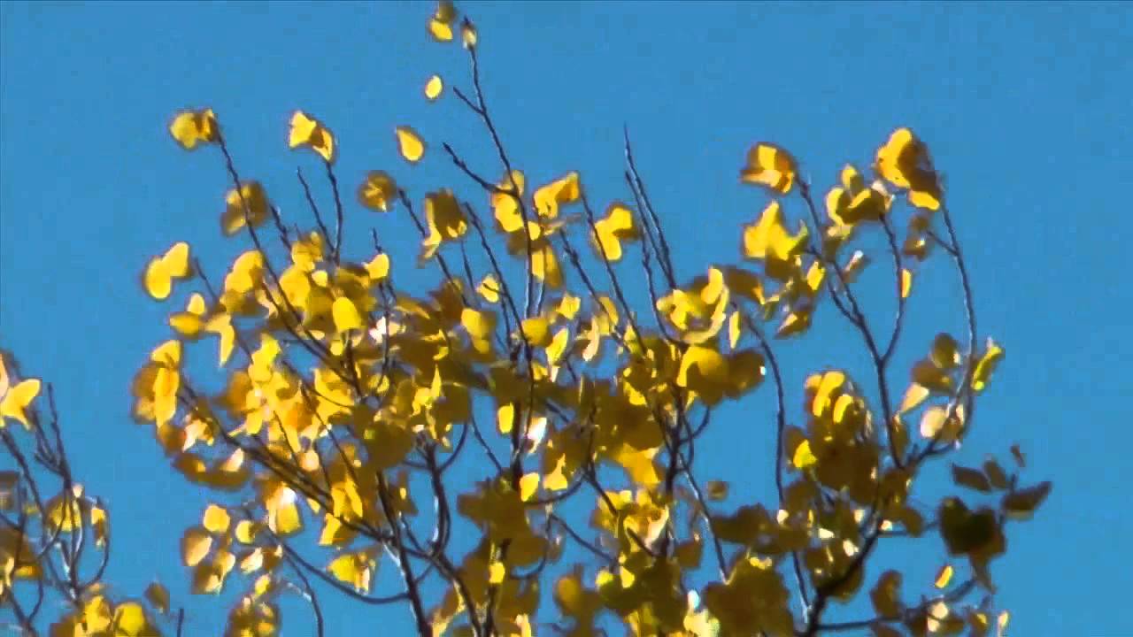 Cottonwood Clatter MBO blog