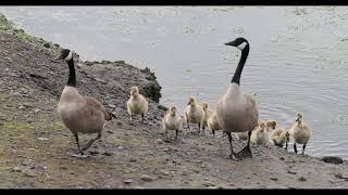 Canada geese & goslings in Bellingham