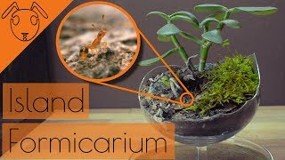 ISLAND Formicarium Build *Tutorial*