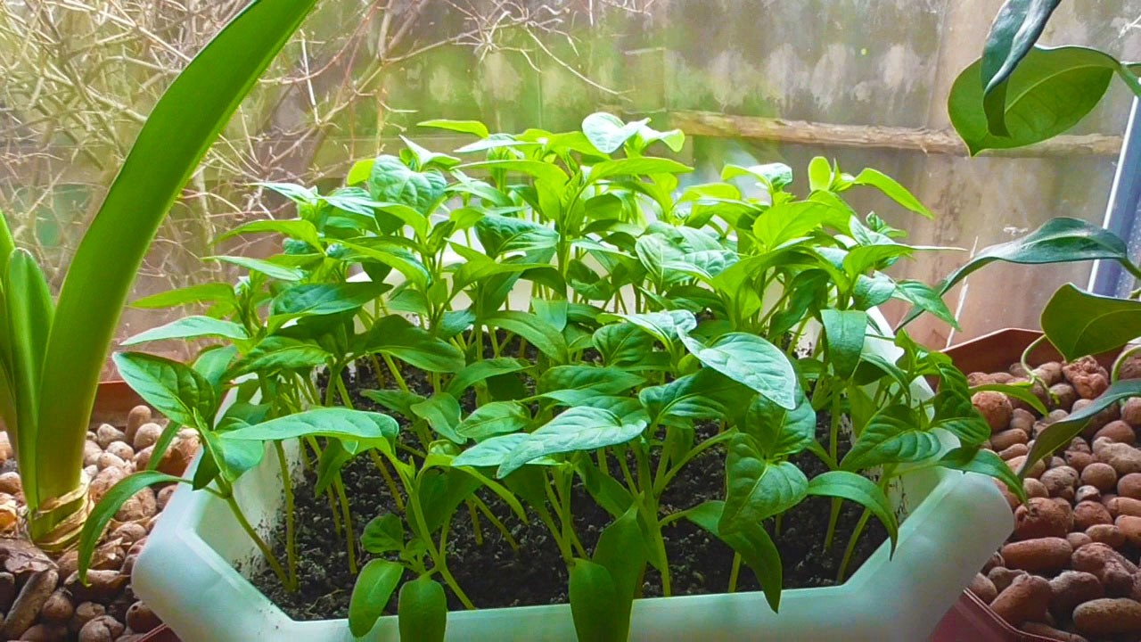 Розсада солодкого перцю на підвіконні без додаткового підсвічування. Не хворіє після пересадки.