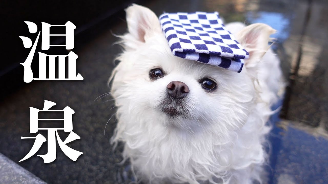 温泉を堪能するポメラニアン