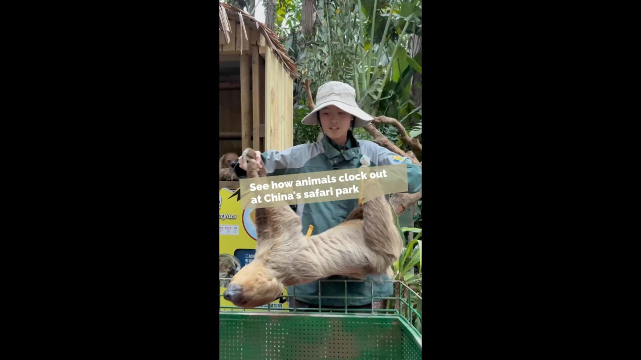 See how animals clock out at China's safari park