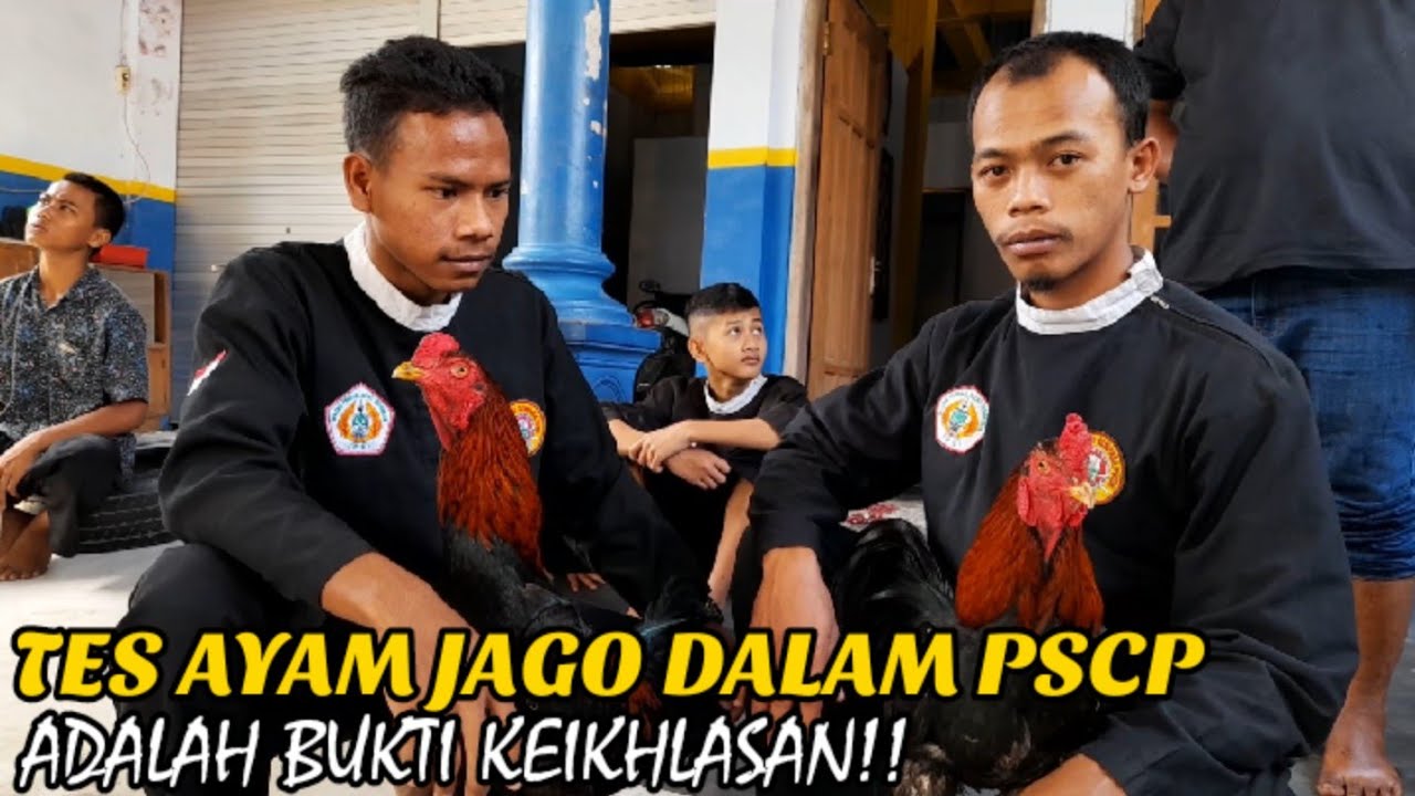 TES AYAM CALON WARGA BARU PSCP SUB. RANTING NGARINGAN