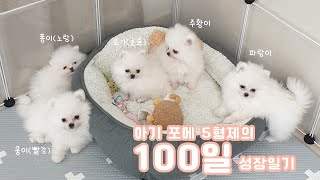 가정집에서 태어난 포메라니안 아기 강아지 5형제 100일 성장과정