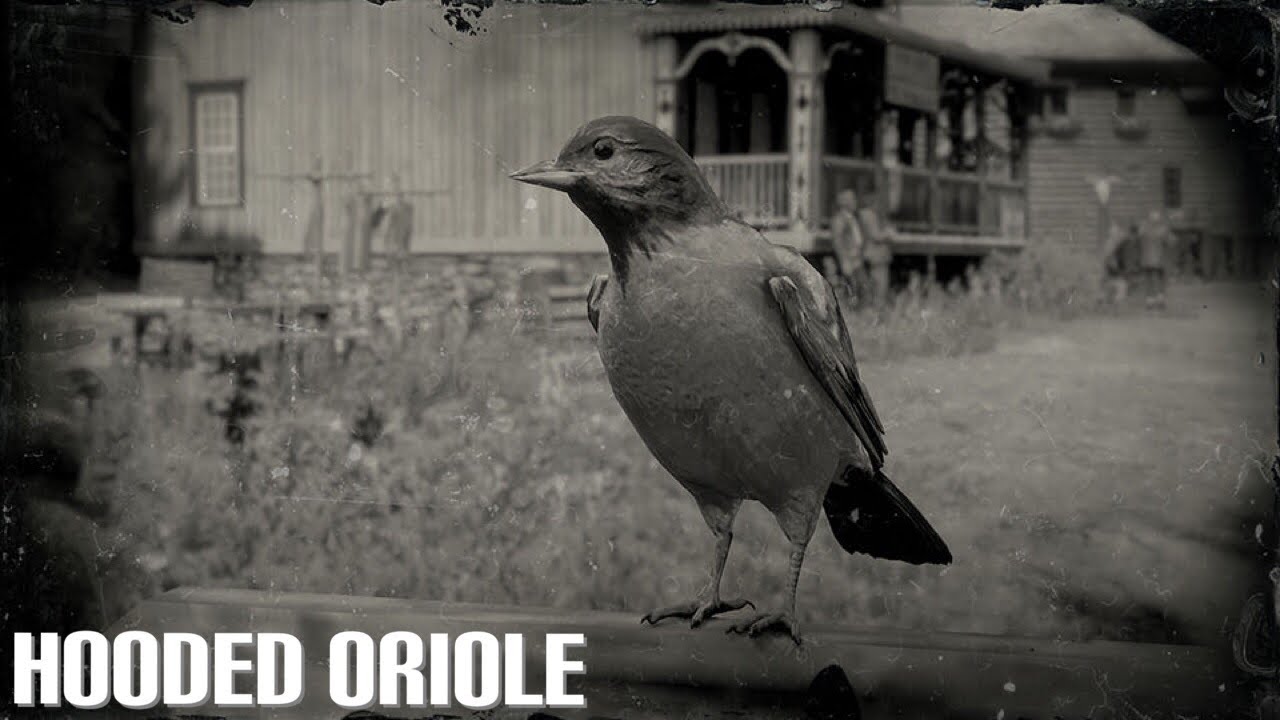RED DEAD ONLINE - THE HOODED ORIOLE 