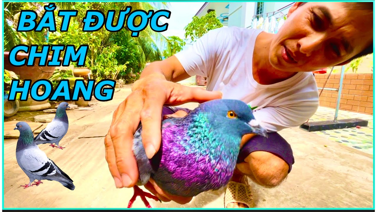 Giải Cứu Chú Chim Bị Đói Và Thất Lạc Về Làm Chim Cảnh | Anh Tư Khải Tv