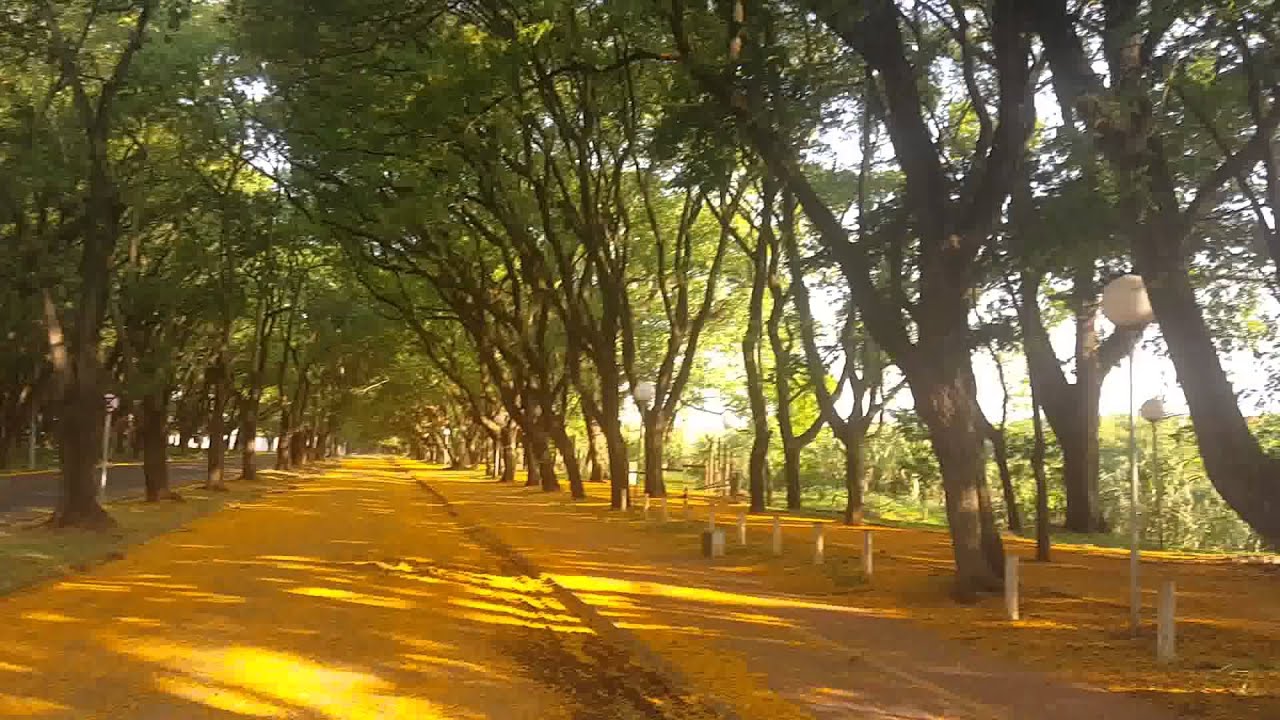 "Nevando" flores na Av Cruzeiro do Sul  Piracicaba  SP  YouTube