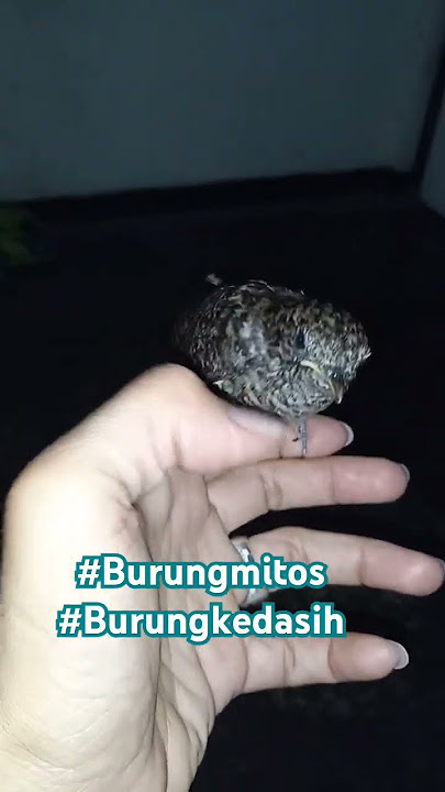 Burung ini konon terkenal dgn mitos suaranya yg bisa membuat bulu kuduk merinding..., #burungkedasih