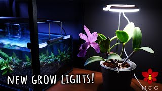 New Orchid grow lights from rePotme! π‘
The products in this video were sent to me by rePotme for free to try out and make videos with!
Links to the products featured in this video:
Grow Lights https://go.missorchidgirl.com/repotmegrowlights
Self watering pots https://go.missorchidgirl.com/repotmeselfwateringpots
Watering Cans https://go.missorchidgirl.com/repotmewaterigcans
Like my channel and want to support it further? π€©
πΈ Become a Member and get access to exclussive videos!
https://www.youtube.com/channel/UC84mfcCFGDPeeBhKbG8dijQ/join
πΈ Check out some awesome Orchid merch! https://go.missorchidgirl.com/merch
πΈ Shop rePotme Orchid Supplies for awesome planty stuff! (USA)
https://go.missorchidgirl.com/repotme
πΈ Shop Amazon for inspiration and products I like to use!
https://go.missorchidgirl.com/shop (For USA)
https://go.missorchidgirl.com/shopeu (for EU)
Links towards rePotme and Amazon are Affiliate Links! if you buy something through my link you wont pay anything more, but Ill get a small commission. It really helps keep my channel going! Thanks so much! π
Beginner Orchid Tutorials π
πΈ Quick Phalaenopsis Complete Care Guide https://go.missorchidgirl.com/quickphalaenopsiscare
πΈ Cattleya Care https://go.missorchidgirl.com/CattleyaCare
πΈ Oncidium Care https://go.missorchidgirl.com/OncidiumCare
πΈ Vanda Care https://go.missorchidgirl.com/VandaCare
πΈ Dendrobium Care https://go.missorchidgirl.com/DendrobiumCare
πΈ Paphiopedilum Care https://go.missorchidgirl.com/PaphiopedilumCare
πΈ Extended Phalaenopsis Care & Entire Orchid Care for Beginners series https://go.missorchidgirl.com/PhalaenopsisCare
πΈ Jewel Orchid Care https://go.missorchidgirl.com/go.missorchidgirl.com/jewelorchidcare
More MissOrchidGirl
πΈ Visit my Aquarium channel!
https://go.missorchidgirl.com/DannyMOG
πΈ MissOrchidGirl Instagram https://www.instagram.com/missorchidgirl
πΈ MissOrchidGirl TikTok https://www.tiktok.com/@missorchidgirl
πΈ Want to send me something? Heres my address!
Orchid Nature
P.O. BOX 29002, CY-1620, Nicosia, Cyprus
πΈJoin my Discord Server! https://go.missorchidgirl.com/discord
Music:
From Epidemic Sound - Get one free month here https://go.missorchidgirl.com/epidemic (Affiliate link)
πΈ Other things I use:
Fir Bark - Reptibark from ZooMed https://go.missorchidgirl.com/amazonreptibark
SpagMoss from Besgrow https://go.missorchidgirl.com/amazonspagmoss
MSU Orchid fertilizer for osmosis / rain water https://go.missorchidgirl.com/XQ8yO6
Slotted pots from rePotme https://go.missorchidgirl.com/Stjj80
Osmocote Pro High K slow release
Barrina Grow Lights https://go.missorchidgirl.com/amazonbarrina
More about them here https://youtu.be/QoiMNxmgzdY
Ikea Stuff: Tradfir smart plugs, Shelves Vittsjo, Rudsta, Milsbo, Kallax, decorative pots New Orchid grow lights from rePotme! π‘