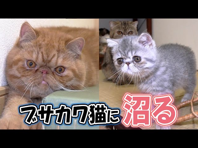 ぶちゃいくねこ様 一度ハマったら抜け出せない!ブサカワの魅力を徹底調査! - YouTube
