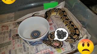 Famous BALL PYTHON COLLECTION VIDEO#2 Wealth
