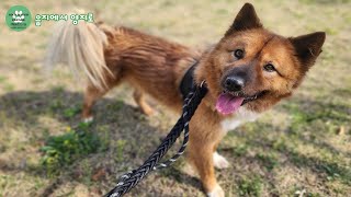 안락사 직전에 구조된 담양이 해외입양 출국 전 마지막 인사