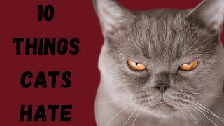 10 Things Cats HATE