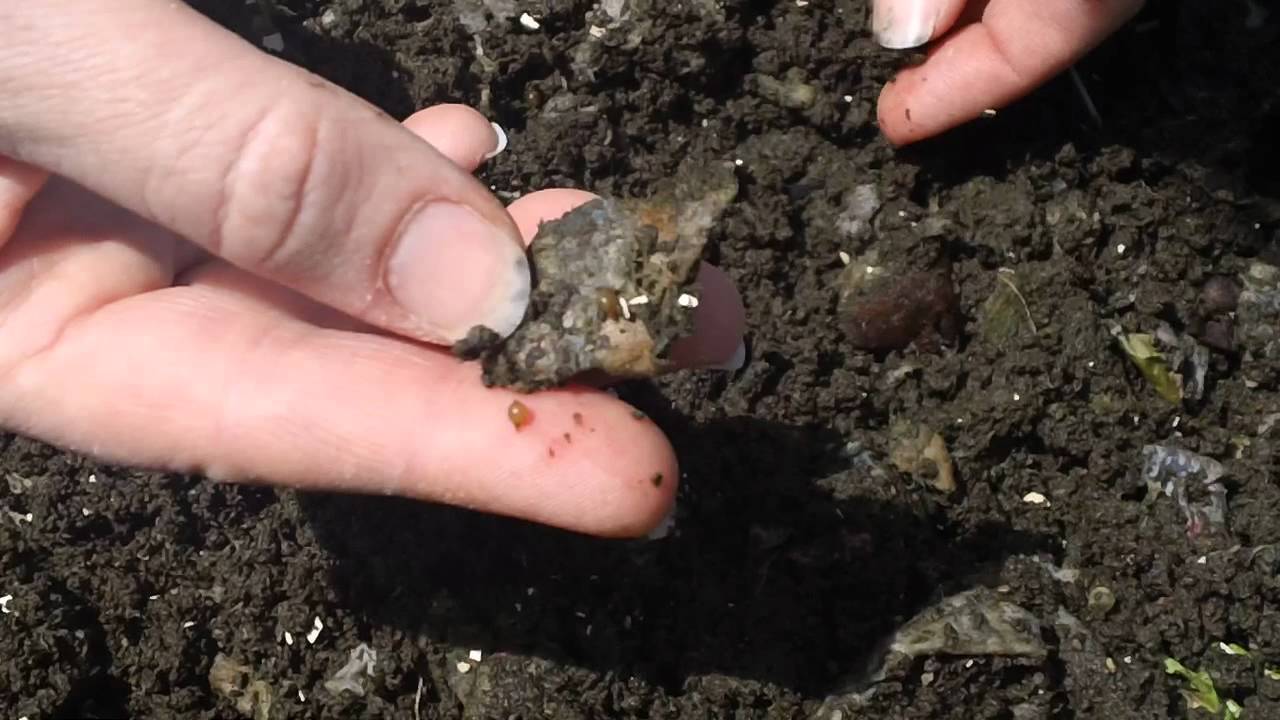 Worm Habitat! YouTube