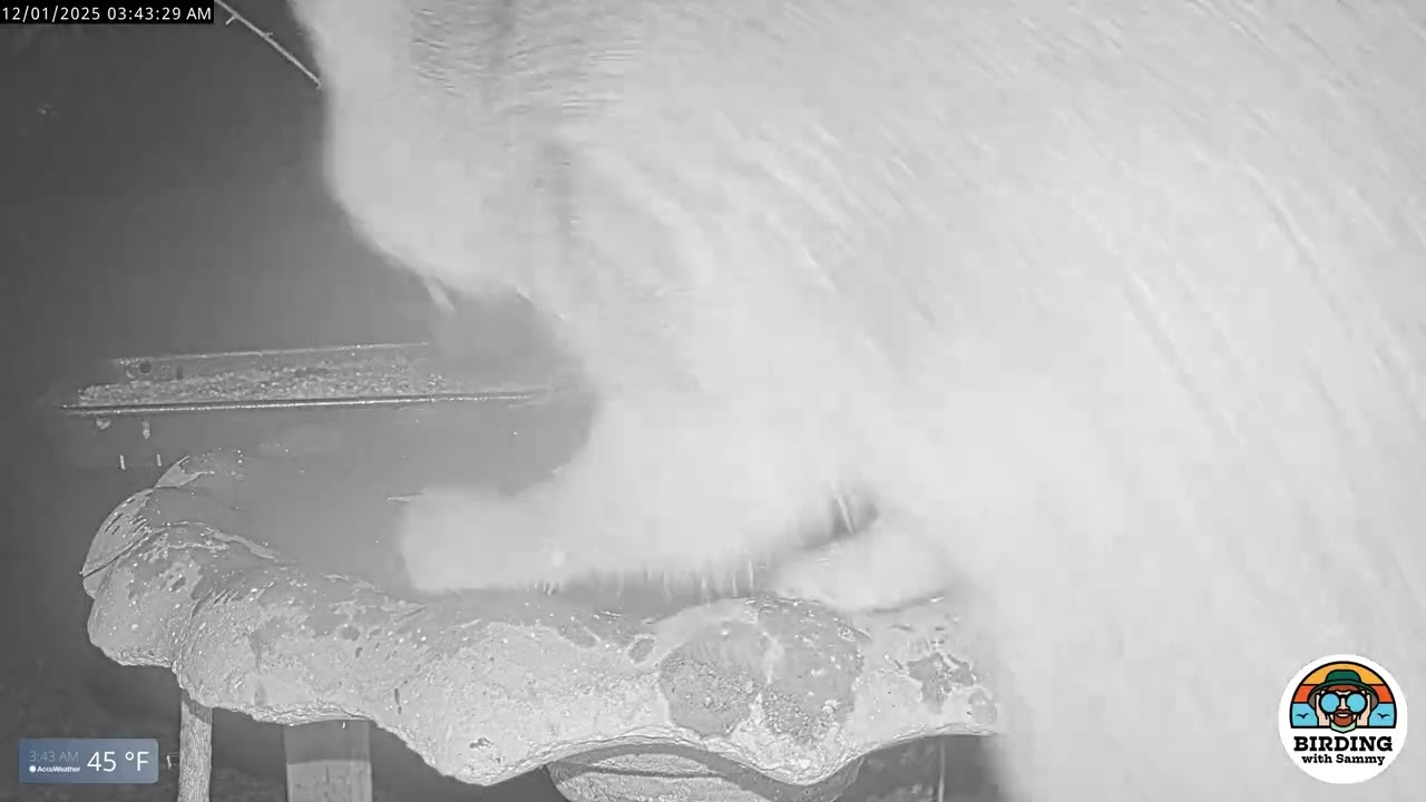 A Fox Visits the Birdbath 🦊